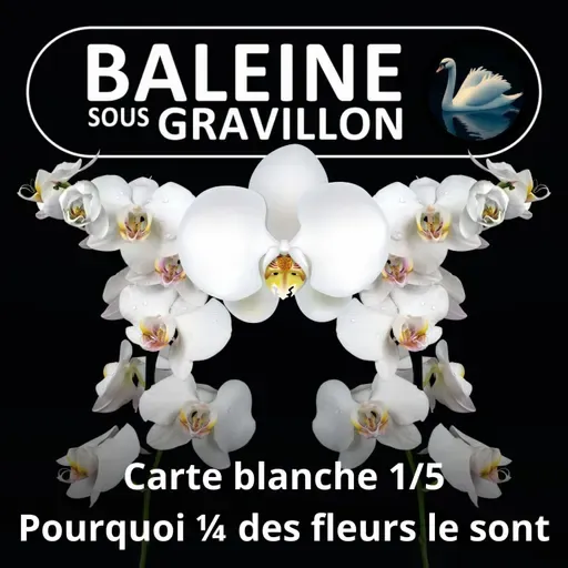 S05E121 Carte blanche 1/5 : Pourquoi la majorité des fleurs sont blanches ?