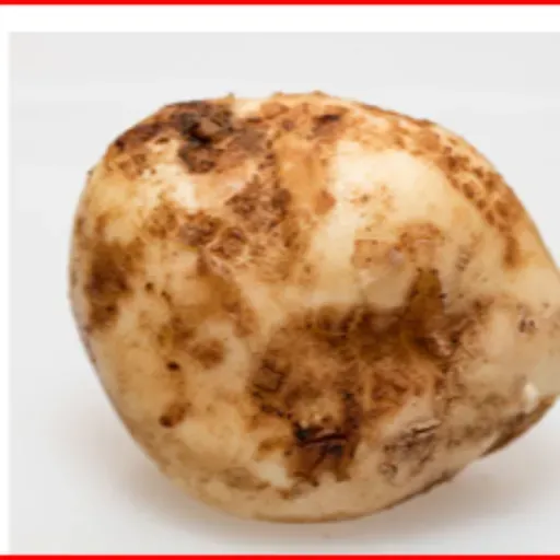 Preventing Nematode Damage in Potato Fields with Purpureocillium Lilacinum
