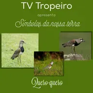 Símbolos de Nossa Terra - Quero-quero