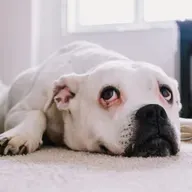 Os riscos de medicar animais de estimação por conta própria