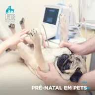 #54: Pré-natal em pets