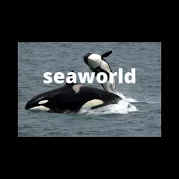 8 razones para no ir a seaworld