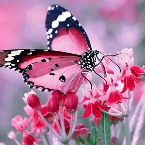 vidyabutterfly