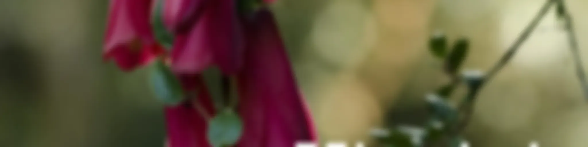 FElicidad comienza con FE