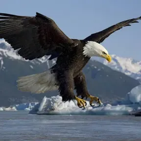 Eagle media online