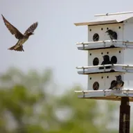 Studying Climate Change by Watching Bird Nests
