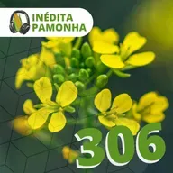 Inédita Pamonha 306 - O Grão de Mostarda