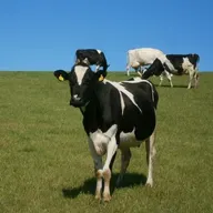 Parenting: How much should my kids help on the farm?