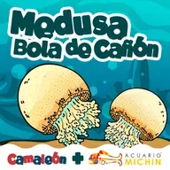 Medusa bala de cañón: La medusa que no parece medusa