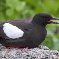 TSM Episode 843: Guillemot Extinction Watch