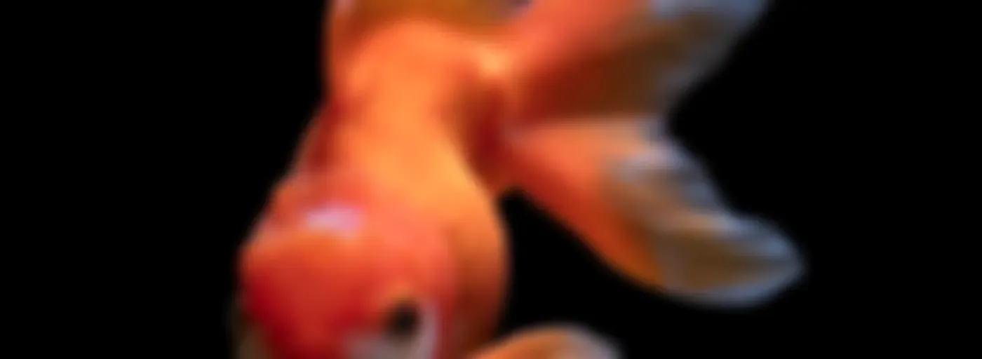 Лайв истории