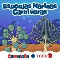 Esponjas carnívoras: cazadoras silenciosas del abismo