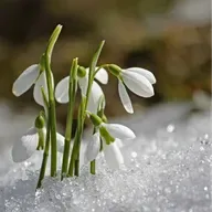 А.Плещеев "Уж тает снег бегут ручьи" (фрагмент)