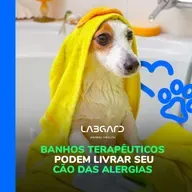 Episódio 73: conheça 6 benefícios dos banhos terapêuticos em cães!