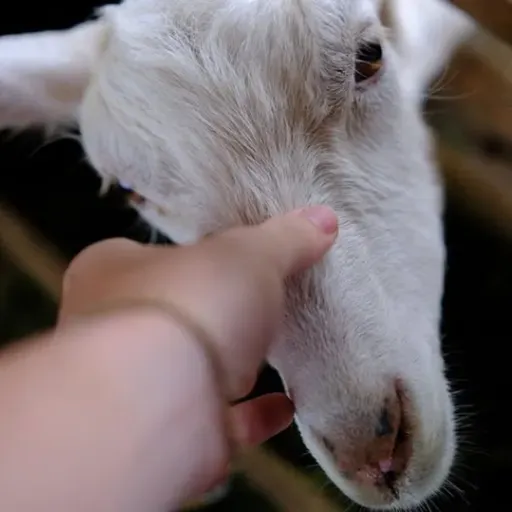 Teia da Vida: a saúde única como futuro no cuidado integral