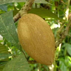 Mamey Siete