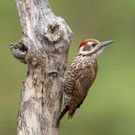 Arizona Woodpecker and the Sierra Madre