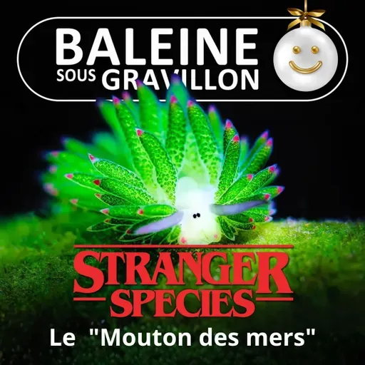 STRANGER SPECIES 10/12 : Un "Mouton de mer"... une star qui fait sa photosythèse !