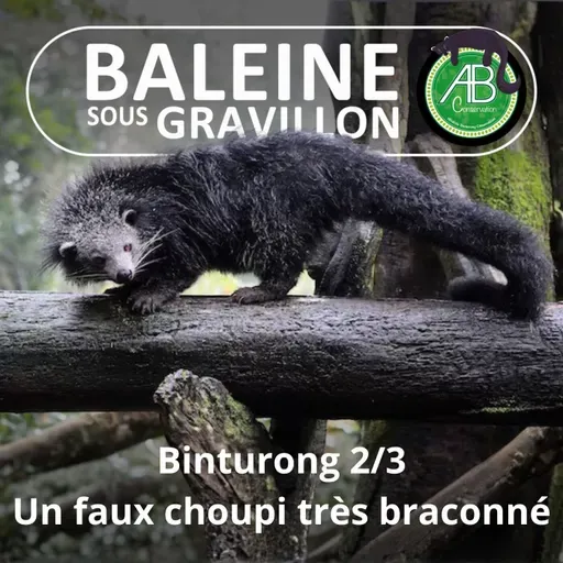 S07E136 Le Binturong 2/3 : Une superstar victime des trafics et... des réseaux sociaux
