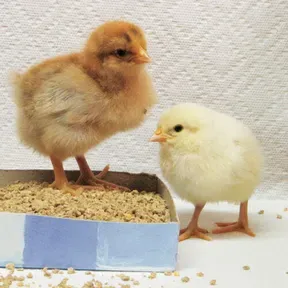 Radio Pollo