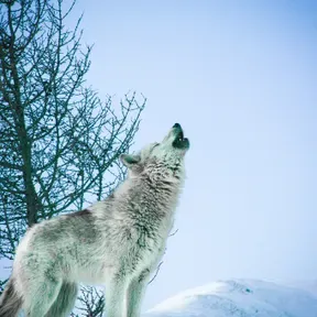 Бели Вук