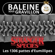 STRANGER SPECIES 11/12 : Le seul Mille-pattes... qui en a VRAIMENT plus de 1000 !