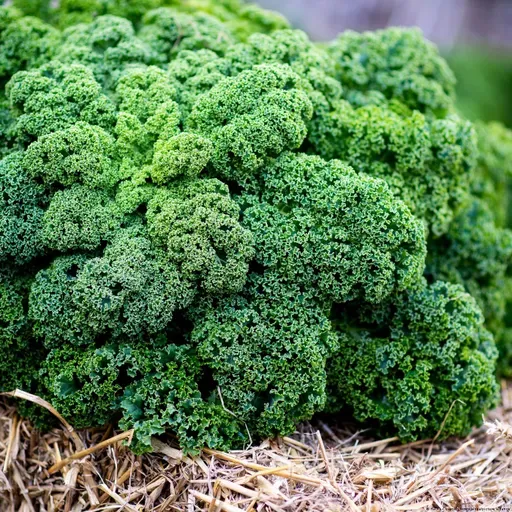 Gemüse mit Kultstatus: Oldenburger Grünkohl