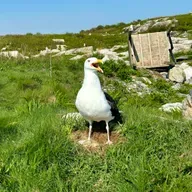 Encore: The Internet's Most Hated Bird