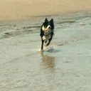 Lucky Dog Radio