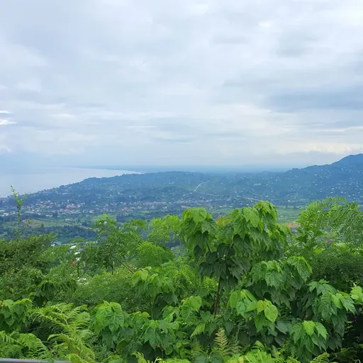 «Чай наш грузинский»