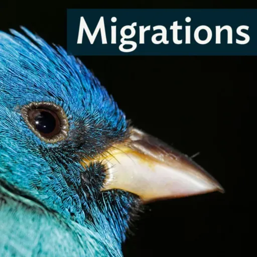 Migrations: Indigo Bunting, Master Stargazer