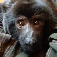 Silke Liendhard, voluntaria de la ONG Pájaros Caídos, a cargo de Coco, el mono carayá encontrado en un dpto de Belgrano R 15-12-2021