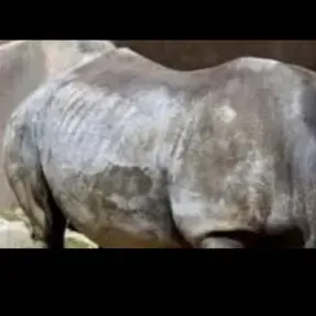 Riski wahyu