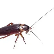 🎧🪳 i動物進行式｜生命力旺盛的小強～一起來認識蟑螂！(全新第11季✨)