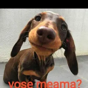 flavinho
