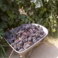 Evangelio del 20 de febrero