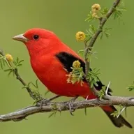Travesías lectoras: historias y versos entre plumas y alas.