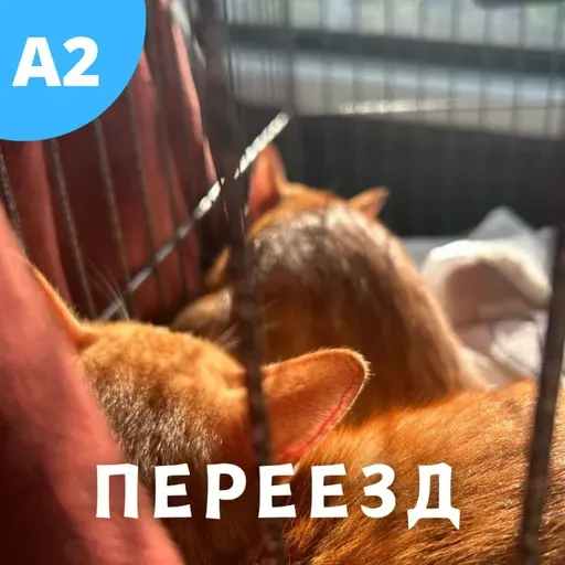 #130 - A2-B1 - Переезд