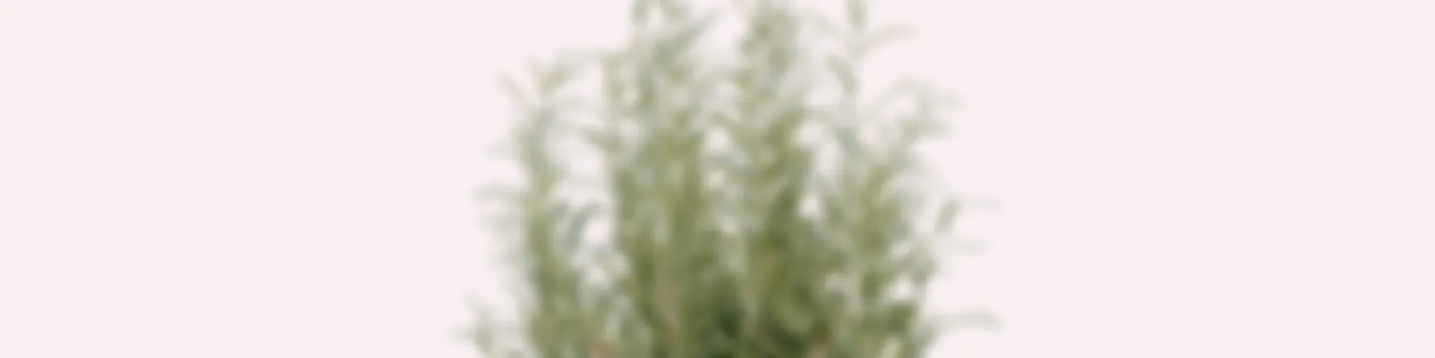 The Daily Gardener