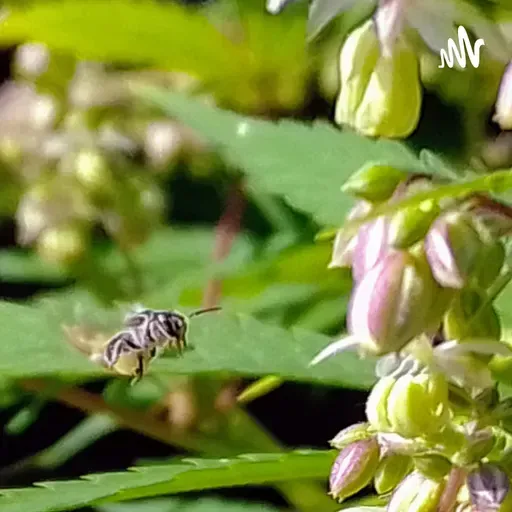 Chibirita "La jineta de las abejas"