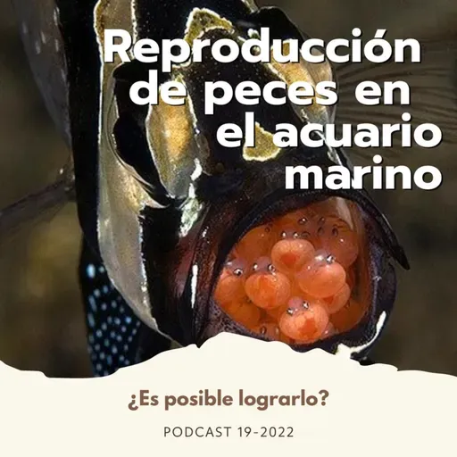 Reproducción de peces ornamentales marinos en el hogar