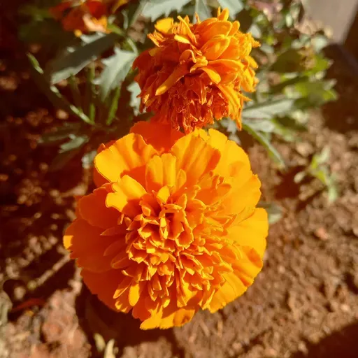 10 curiosidades sobre a primavera.