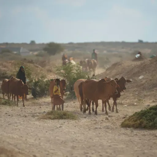 Le journal du 26 juin 2026 - Pastoralisme à Tahoua : les acteurs du secteur réfléchissent aux défis et aux pistes de solutions