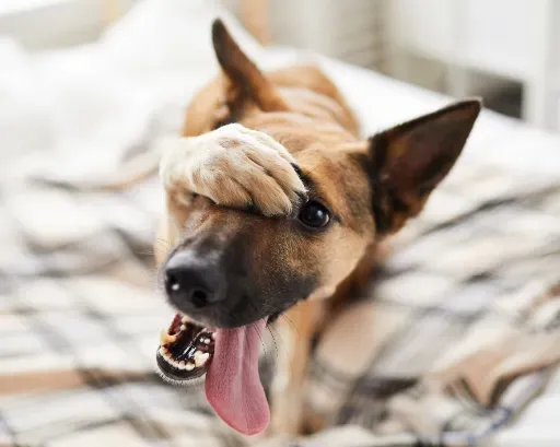 Top10 #El Peor Chiste Que Puedes Contar