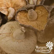 Mezcla Especial de Hongos