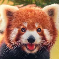 Endangered Species – an Interview with an NDP MP
