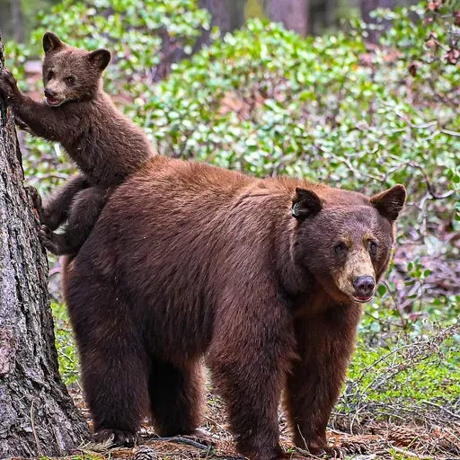 Vai zini, kam jābūt pie rokas, lai aizstāvētos pret mežā sastaptu lāci?