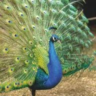 Tavus Kuşu Tüyleri Lazer Işığı Yayabiliyor