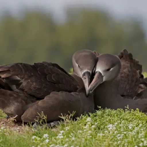 Bruno & La Güera: An Albatross Love Story