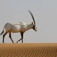 E136 Conservación de la Fauna